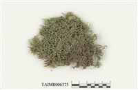 藏品(毛尖苔屬)的圖片